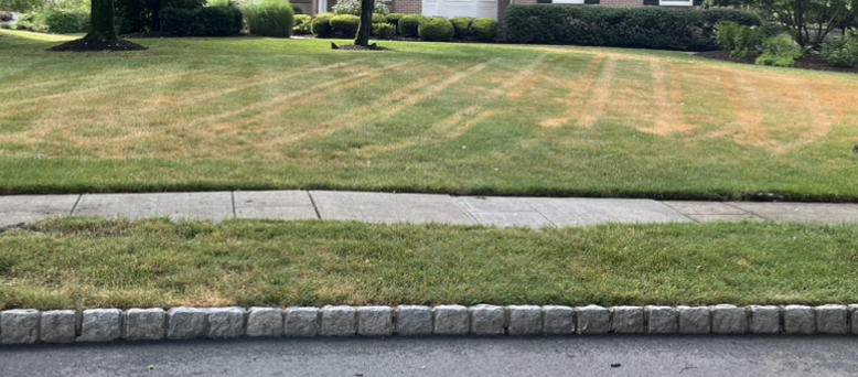 Ascochyta hitching a ride on mower tires across the lawn