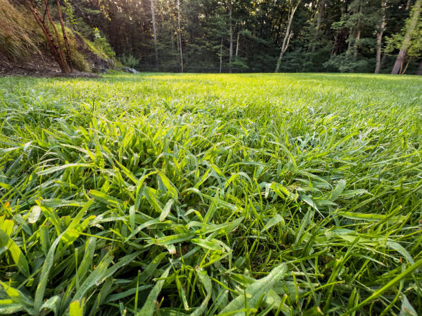 Crabgrass in Lawn